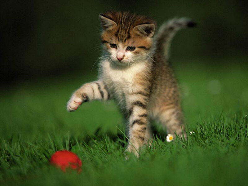Kitten Playing with Ball