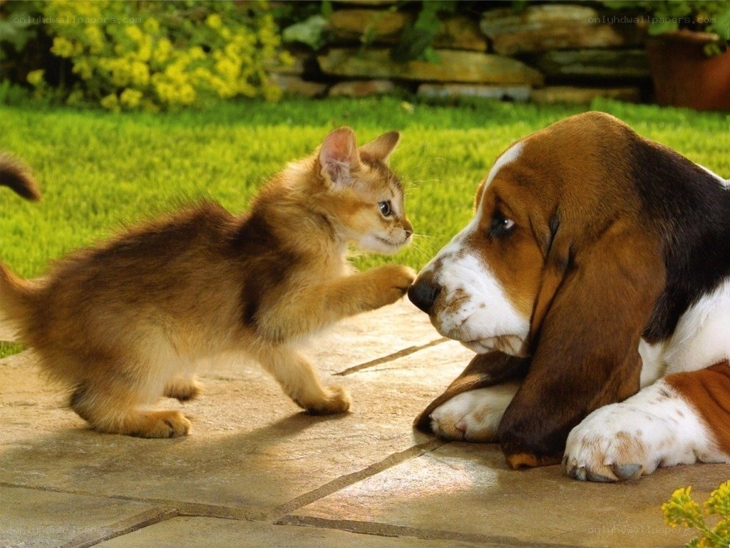 kitten playing with basset hound