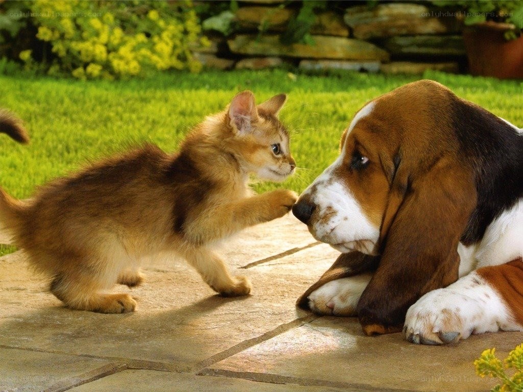 kitten playing with basset hound
