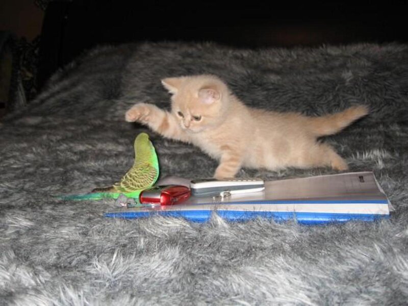 Kitten Playing with Bird