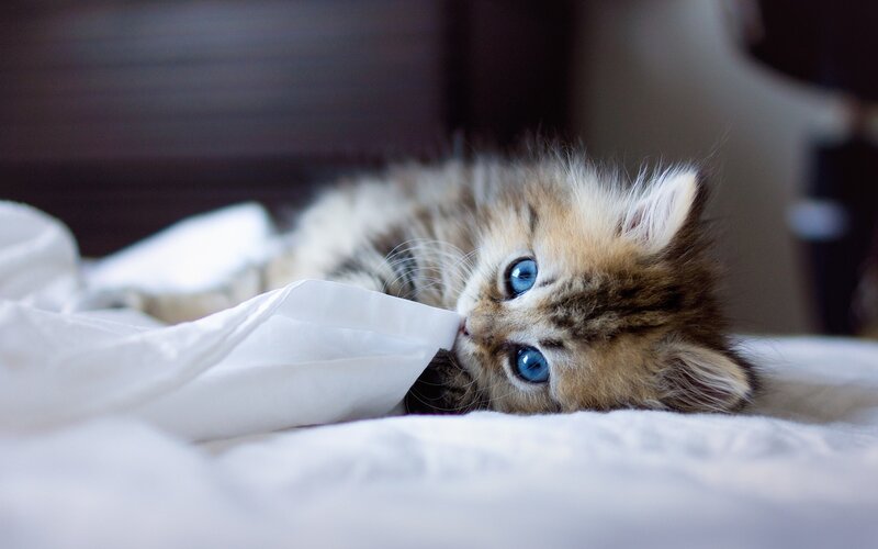 kitten playing with blanket