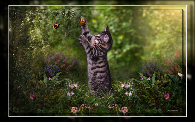 Kitten playing with butterflies