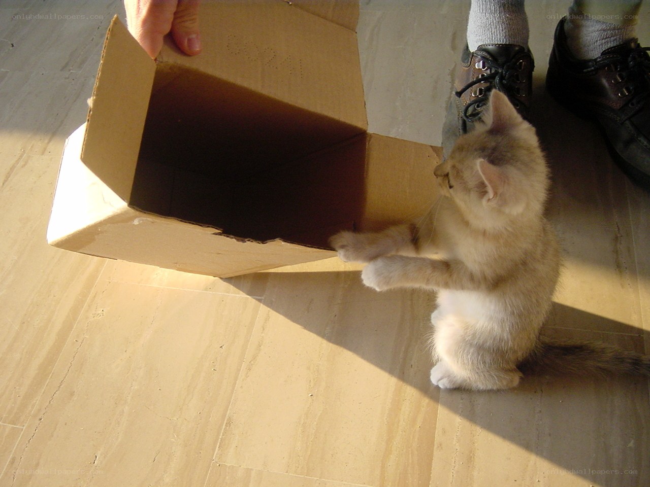 kitten playing with cardboard box