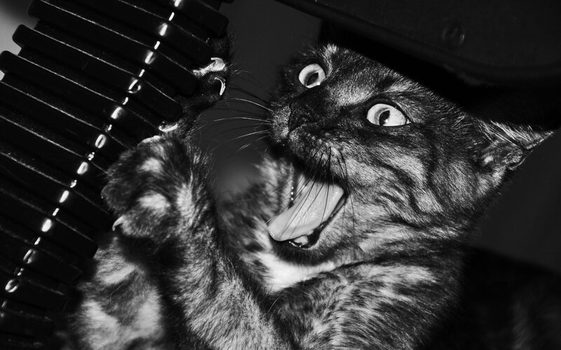 Kitten Playing with Comb — Black