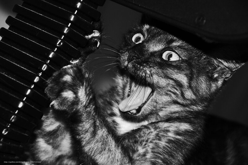 kitten playing with comb