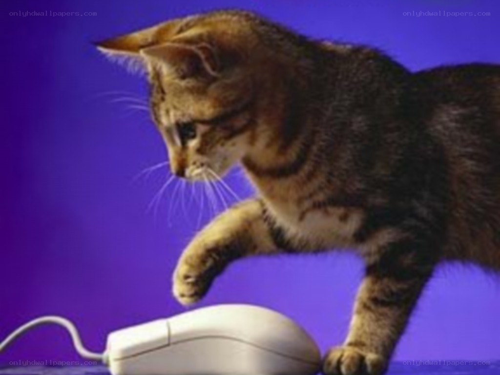 kitten playing with computer mouse