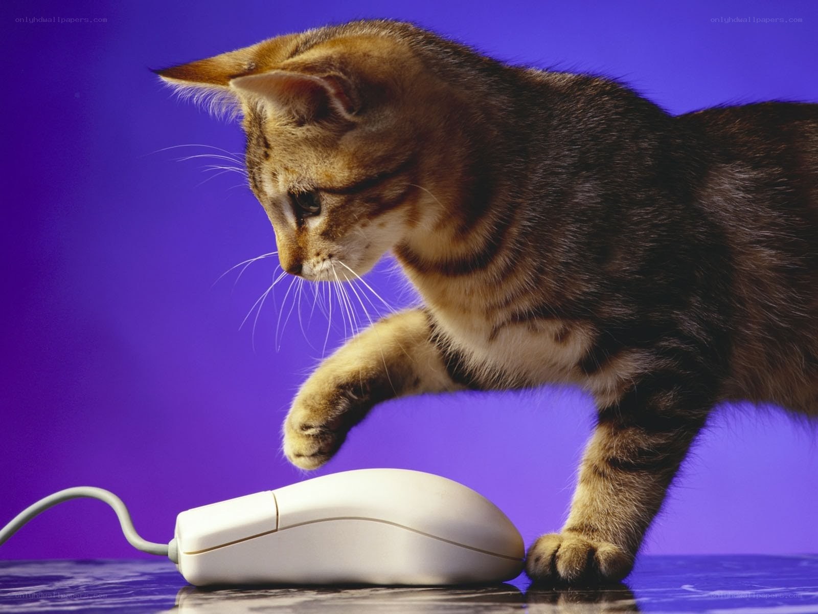 kitten playing with computer mouse
