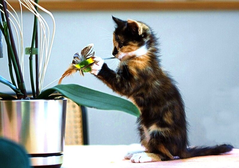 kitten playing with feather toy