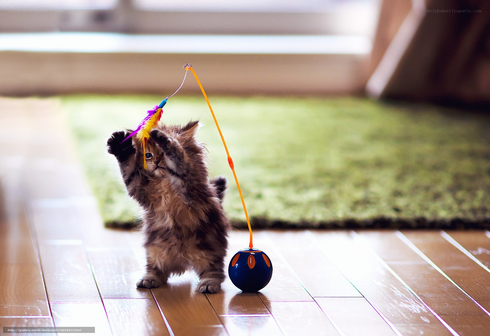 kitten playing with feather toy