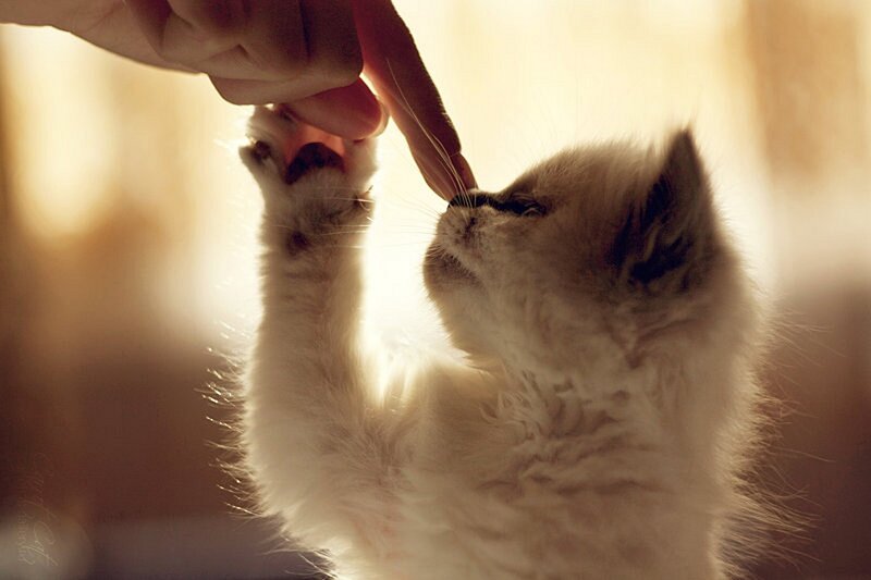 kitten playing with finger