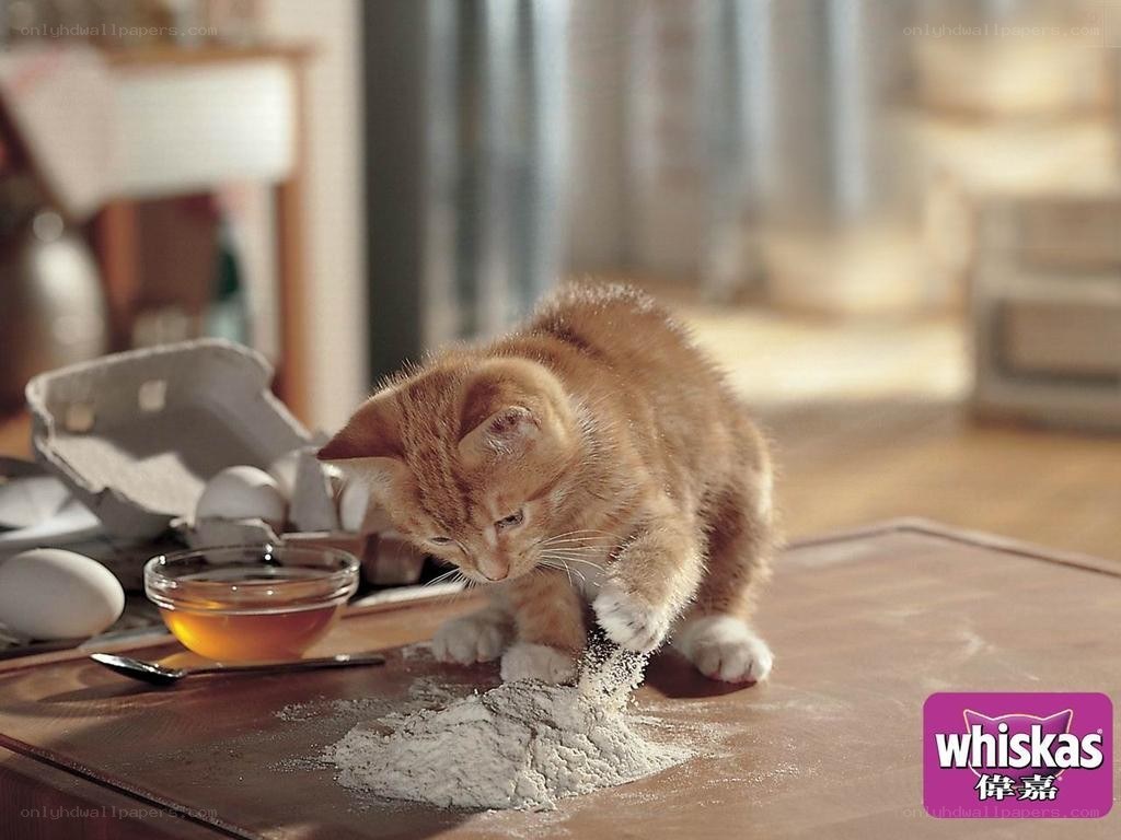 kitten playing with flour