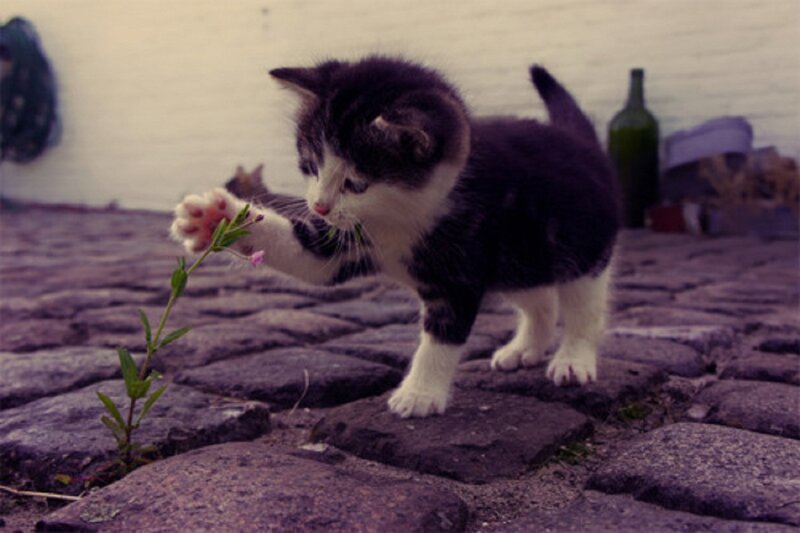 Kitten Playing with Flower — Purple