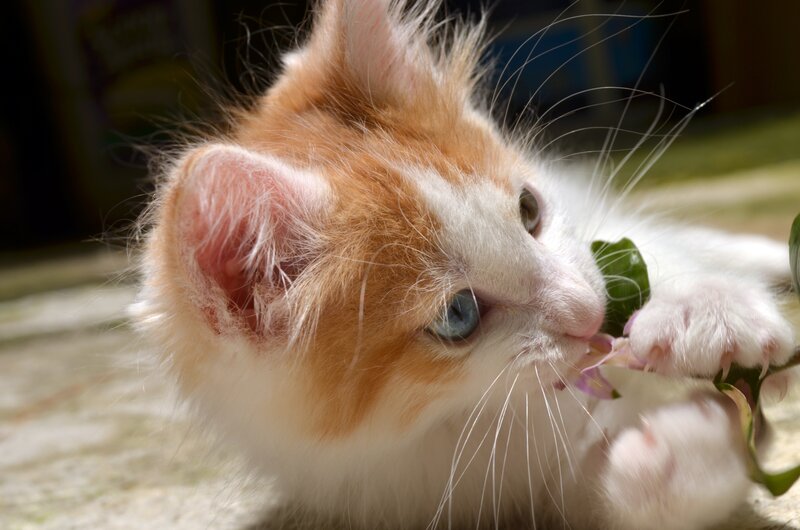 kitten playing with flower