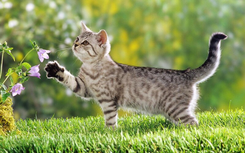 kitten playing with flowers