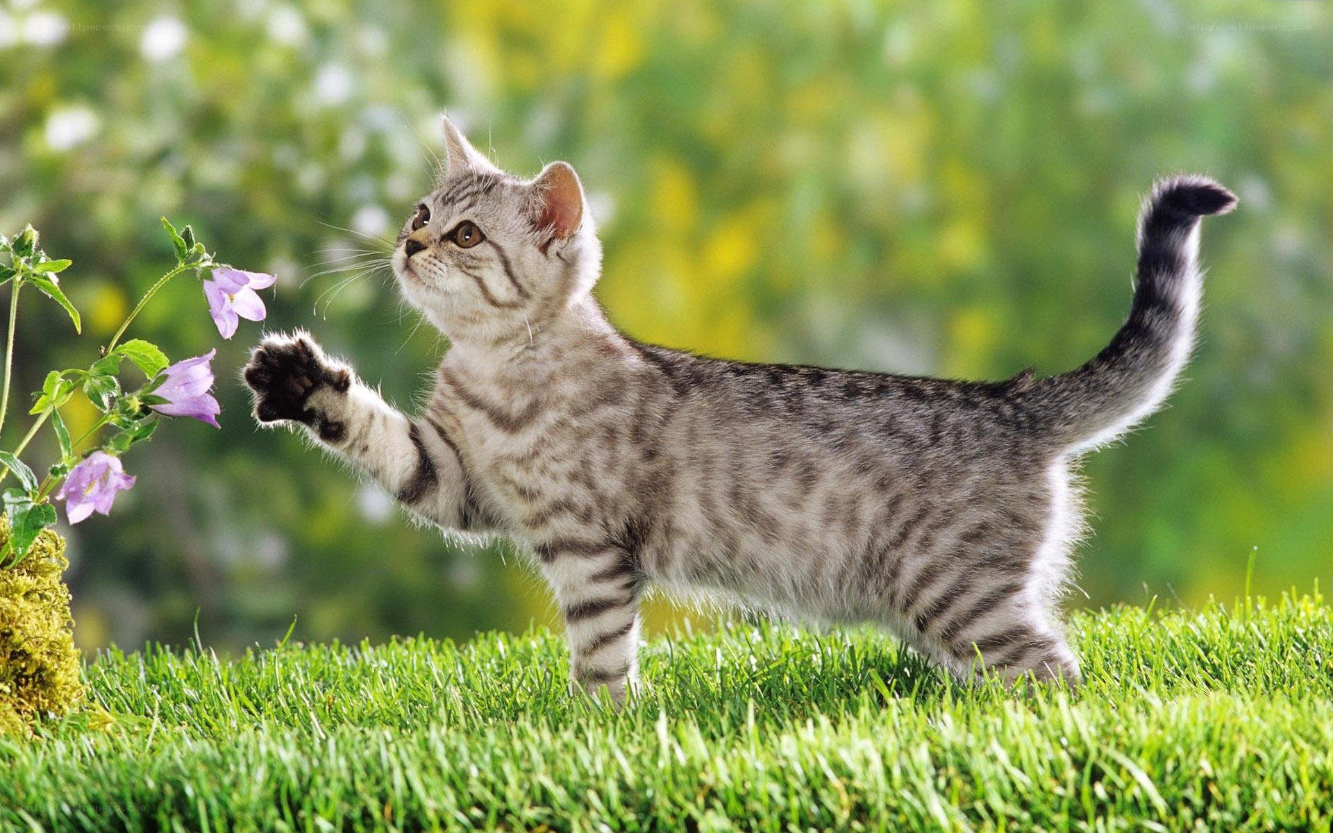 kitten playing with flowers