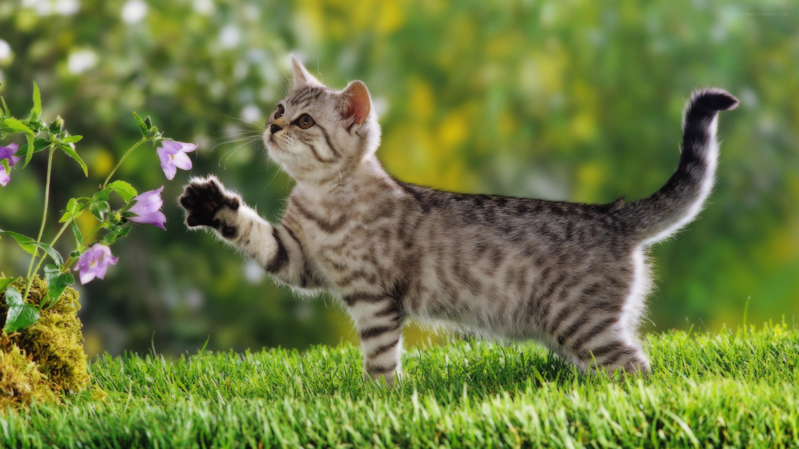 kitten playing with flowers