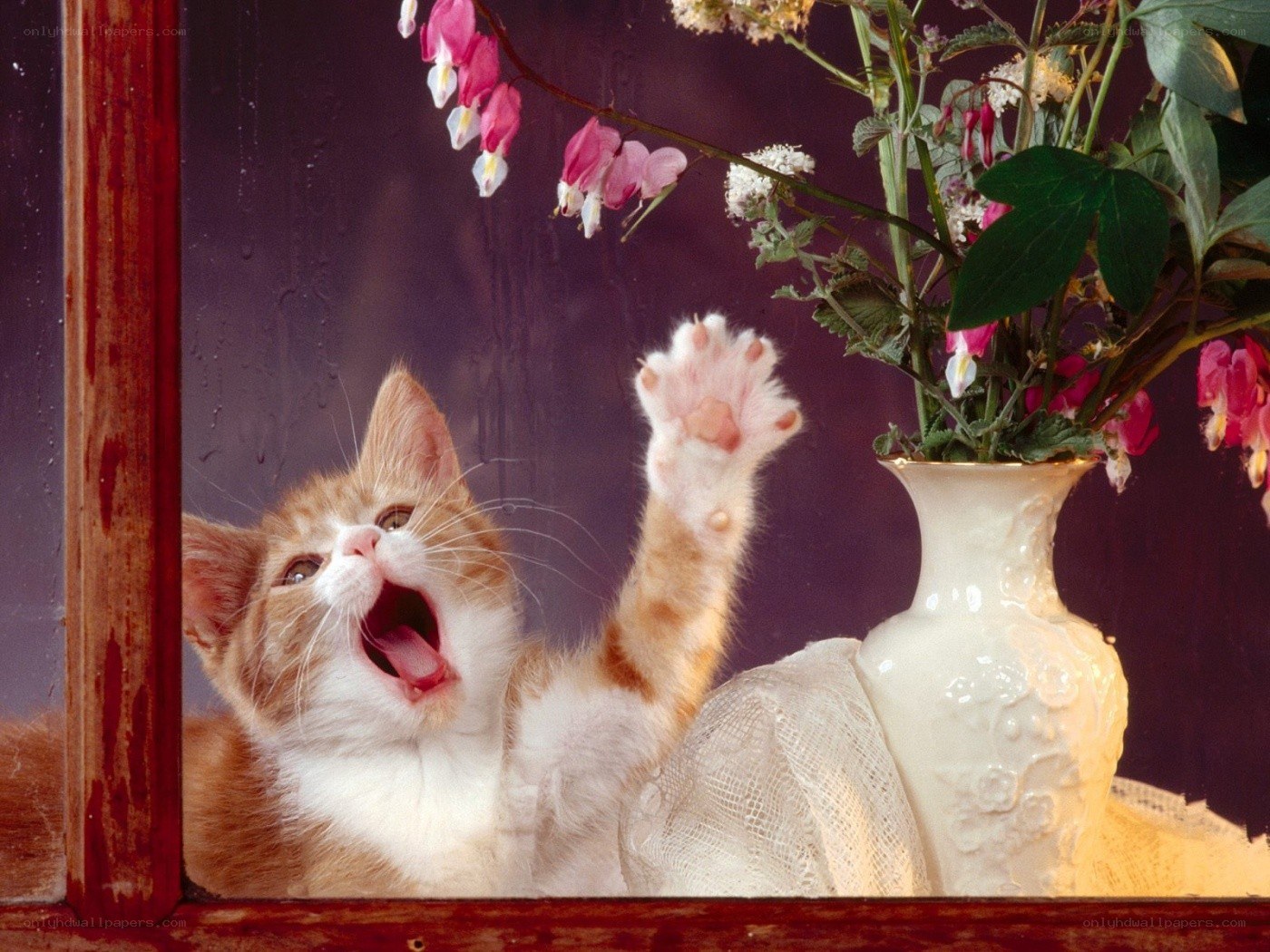 kitten playing with flowers