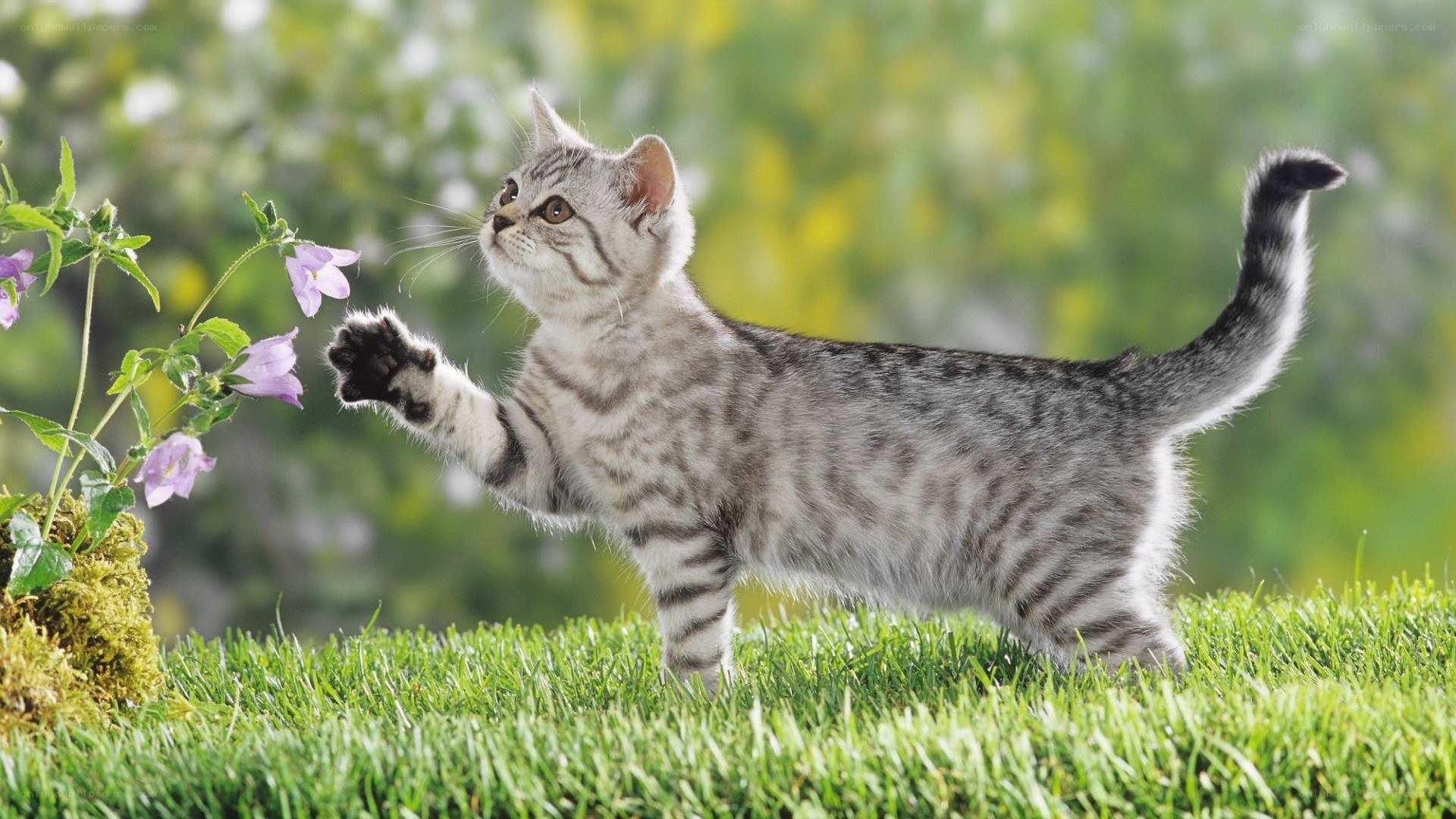 kitten playing with flowers