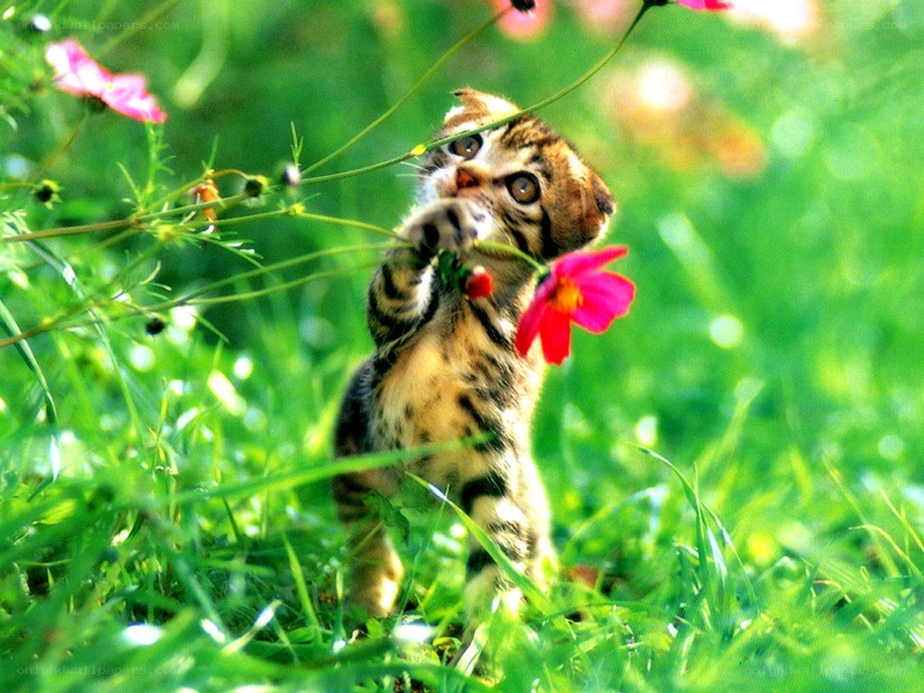 Kitten playing with flowers