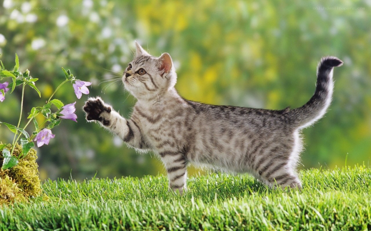 kitten playing with flowers