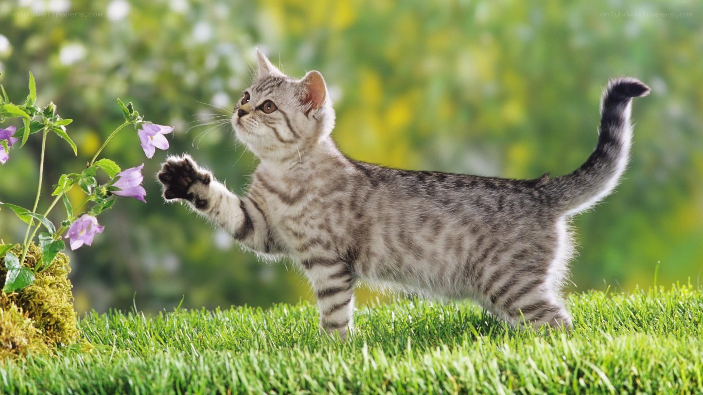 kitten playing with flowers
