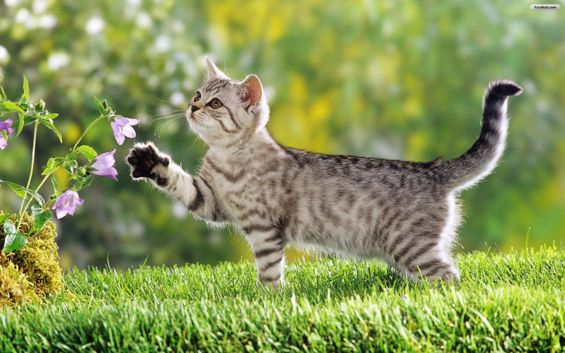 kitten playing with flowers