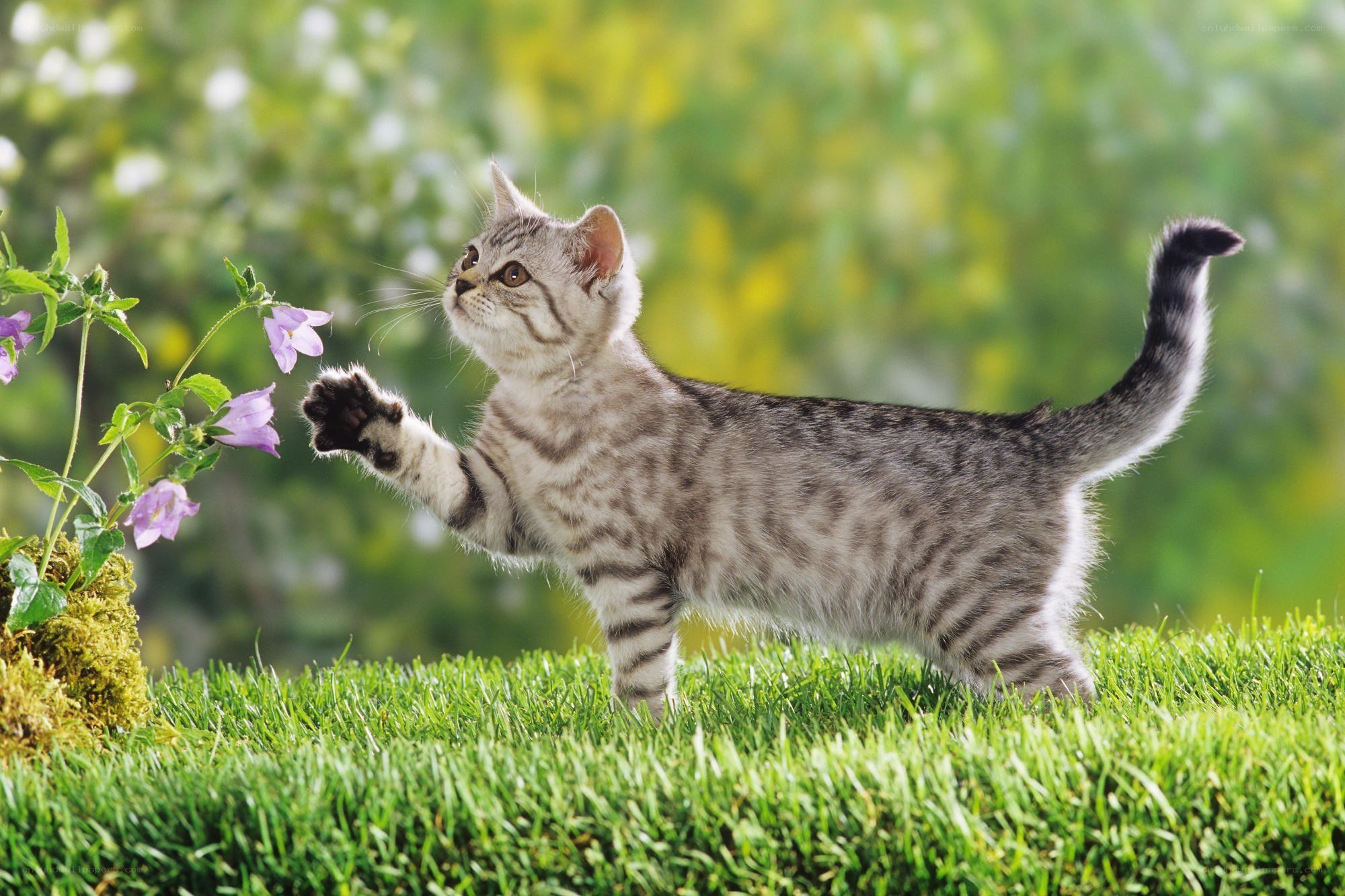 kitten playing with flowers