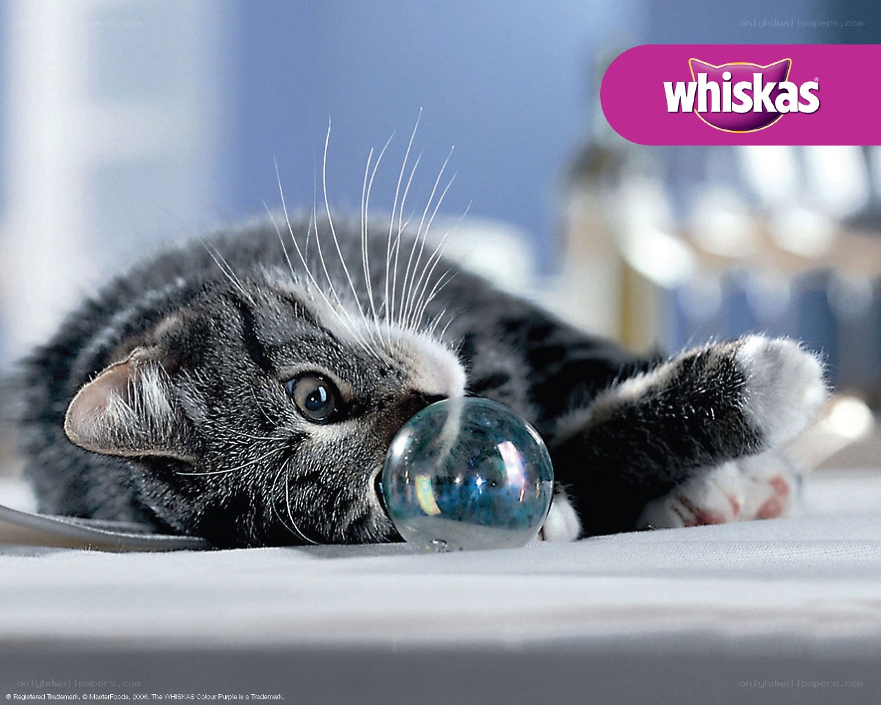 kitten playing with glass ball