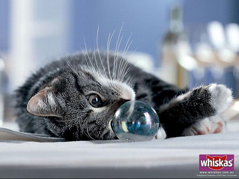 kitten playing with glass ball