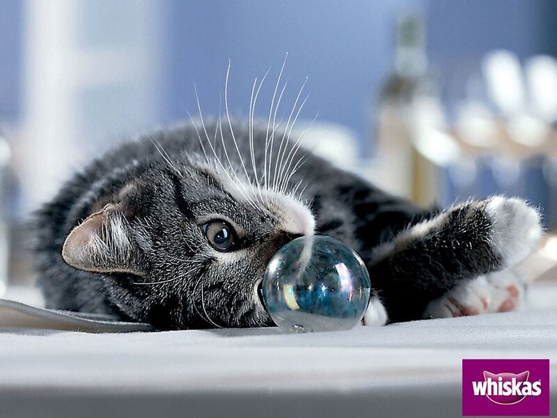 kitten playing with glass ball