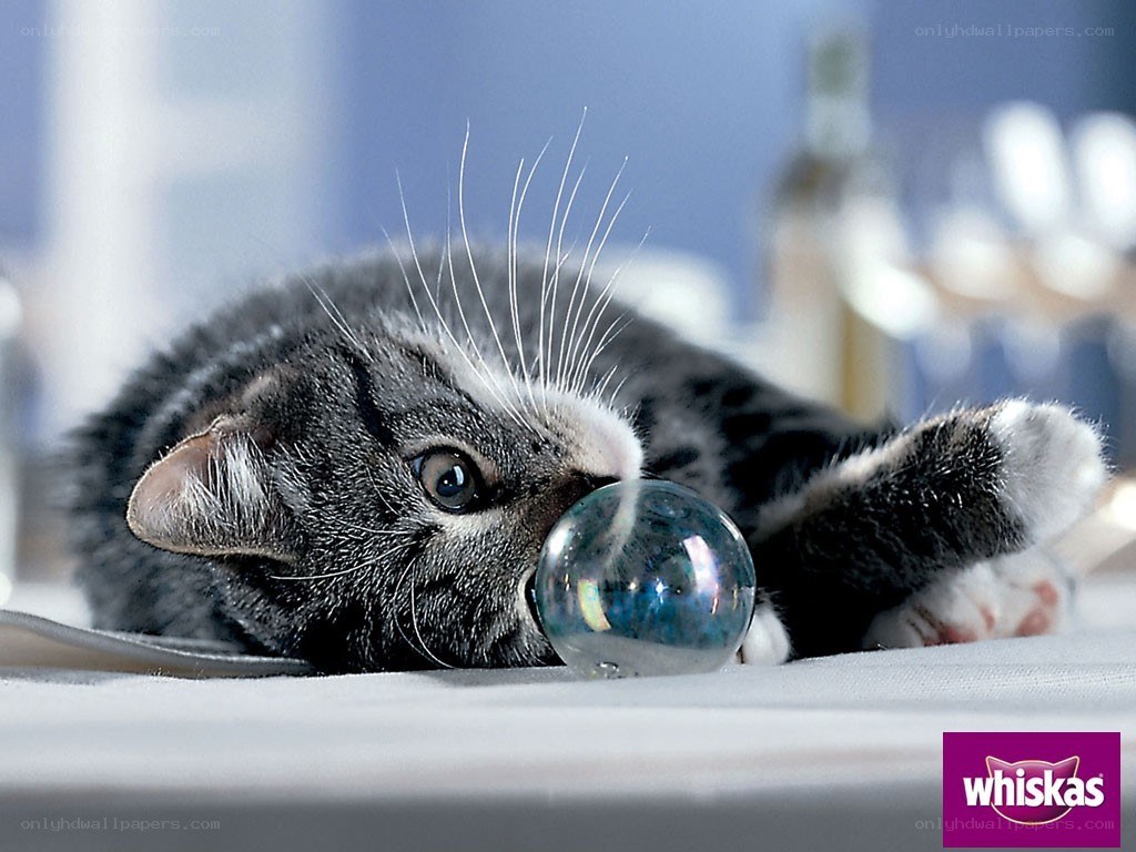kitten playing with glass ball