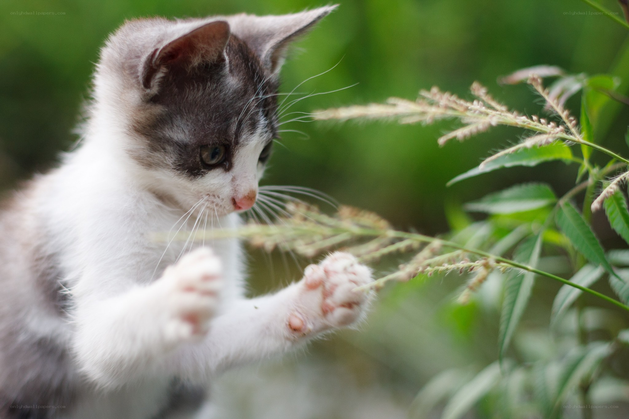 kitten playing with grass