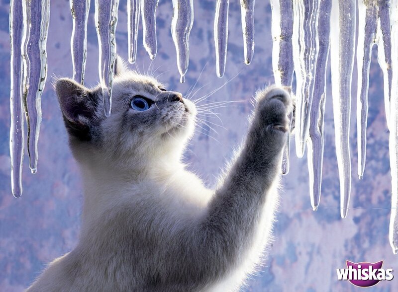 kitten playing with icicles