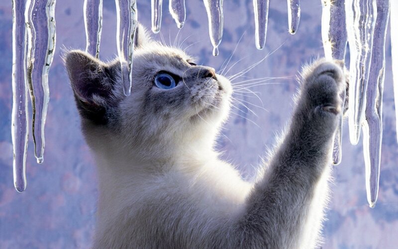 kitten playing with icicles