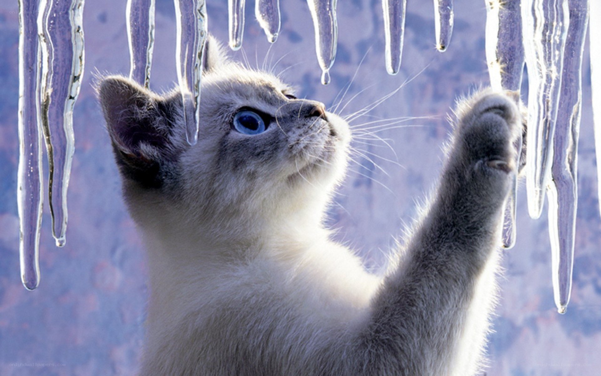 kitten playing with icicles