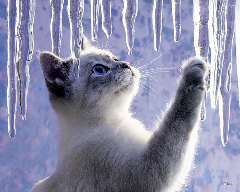 kitten playing with icicles