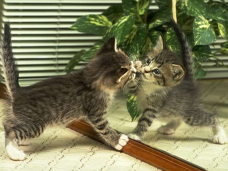kitten playing with mirror