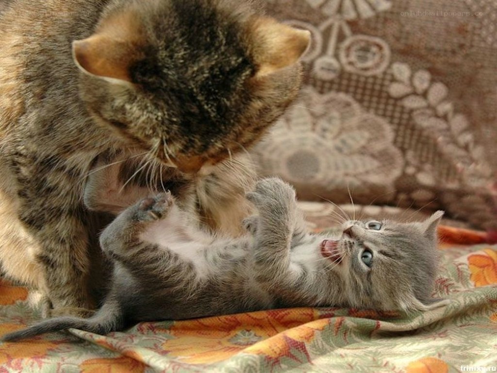 kitten playing with mother cat