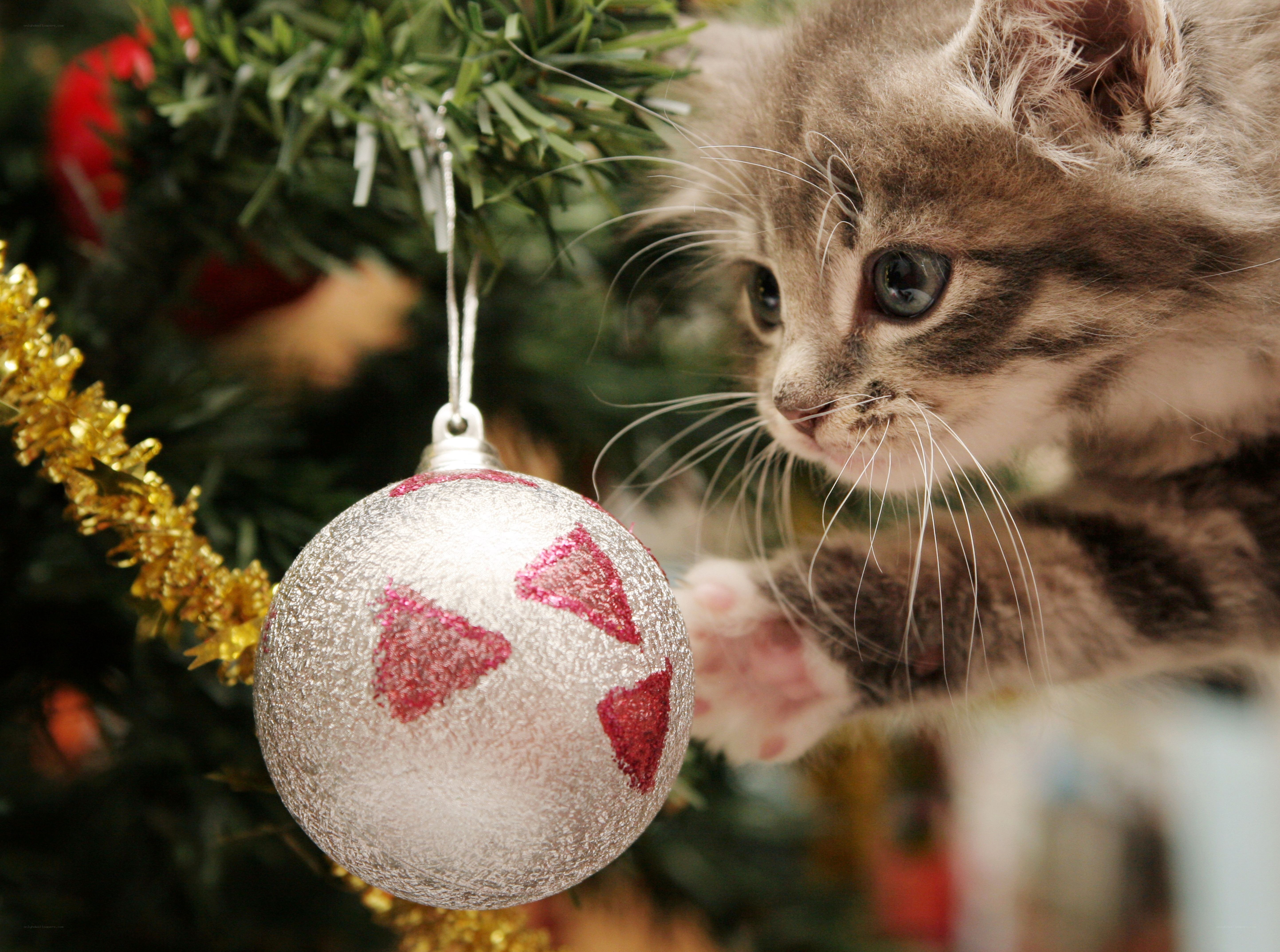 kitten playing with ornament