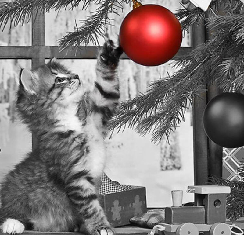 Kitten Playing with Ornament — Red