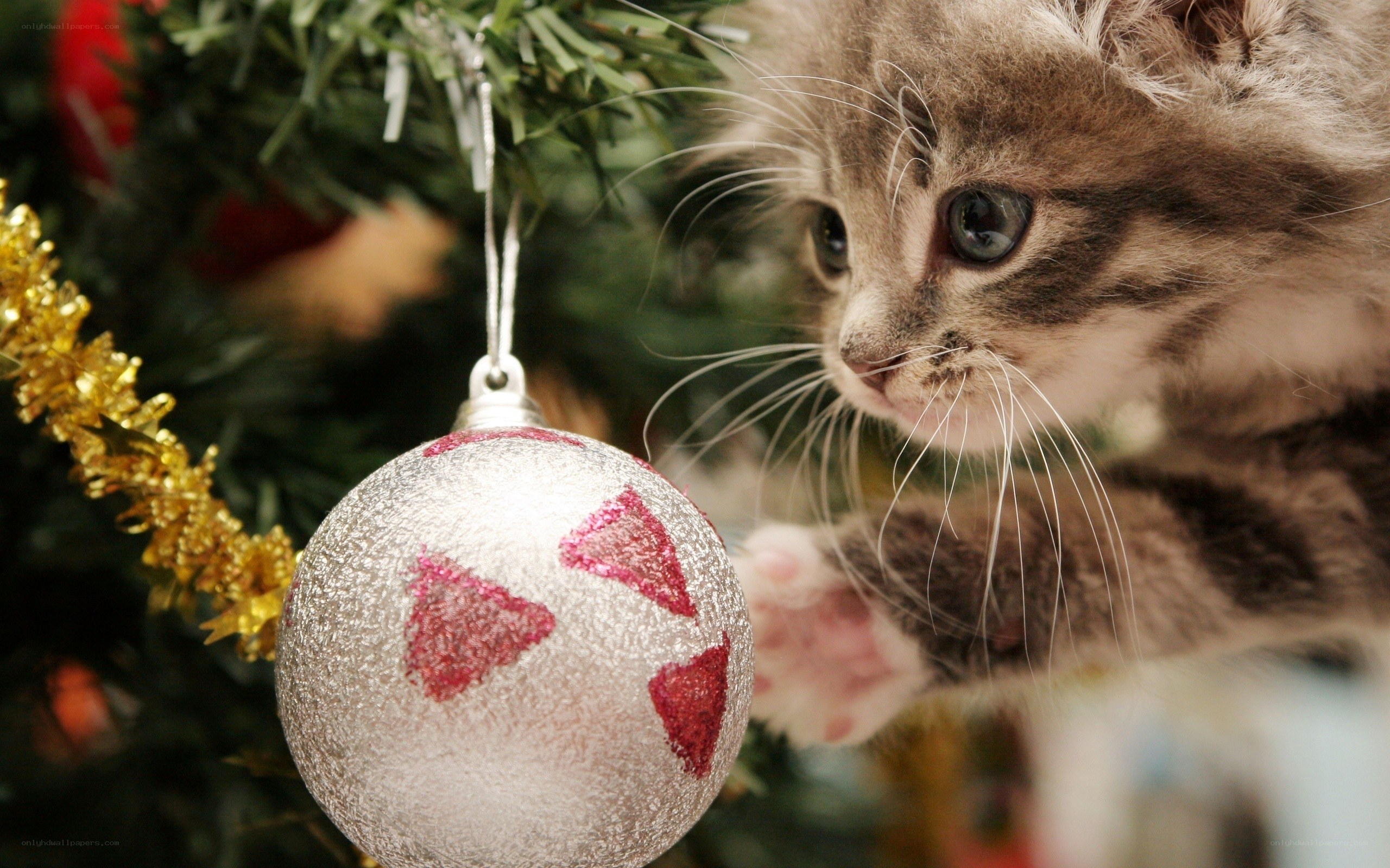 kitten playing with ornament