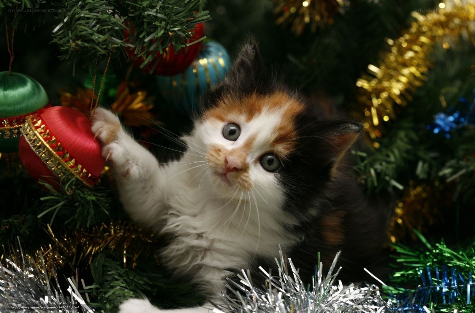 kitten playing with ornaments