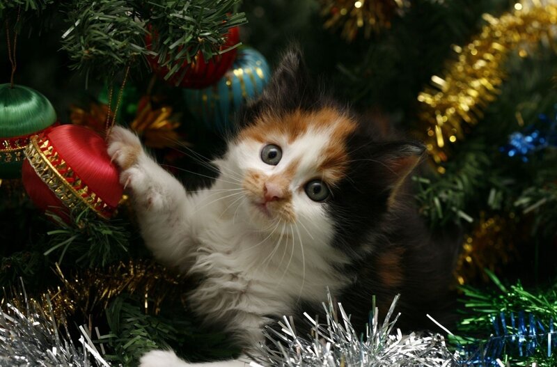 kitten playing with ornaments