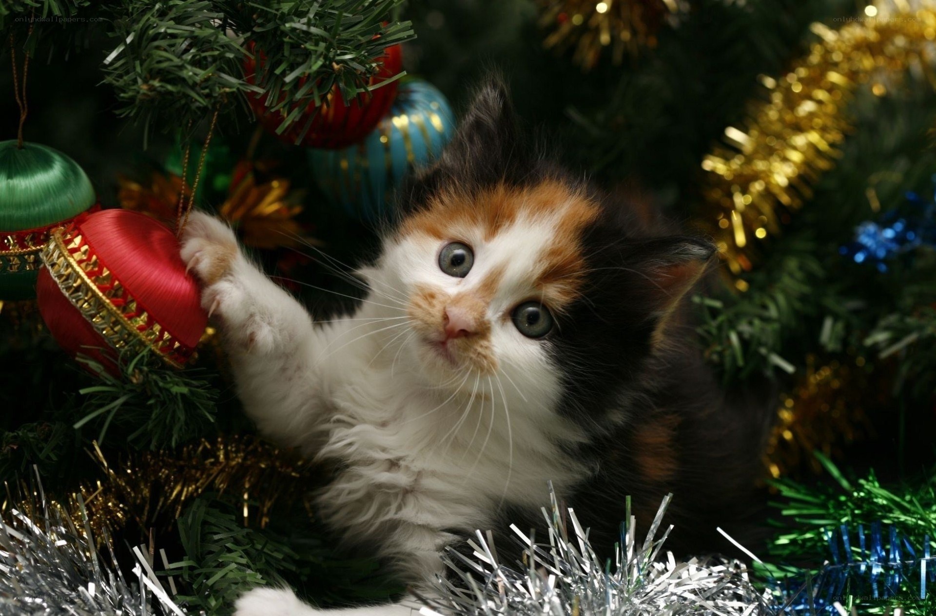 kitten playing with ornaments