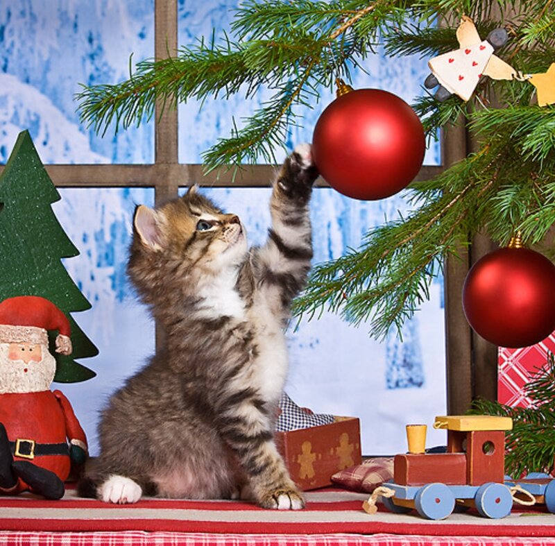 Kitten Playing with Ornaments — Red