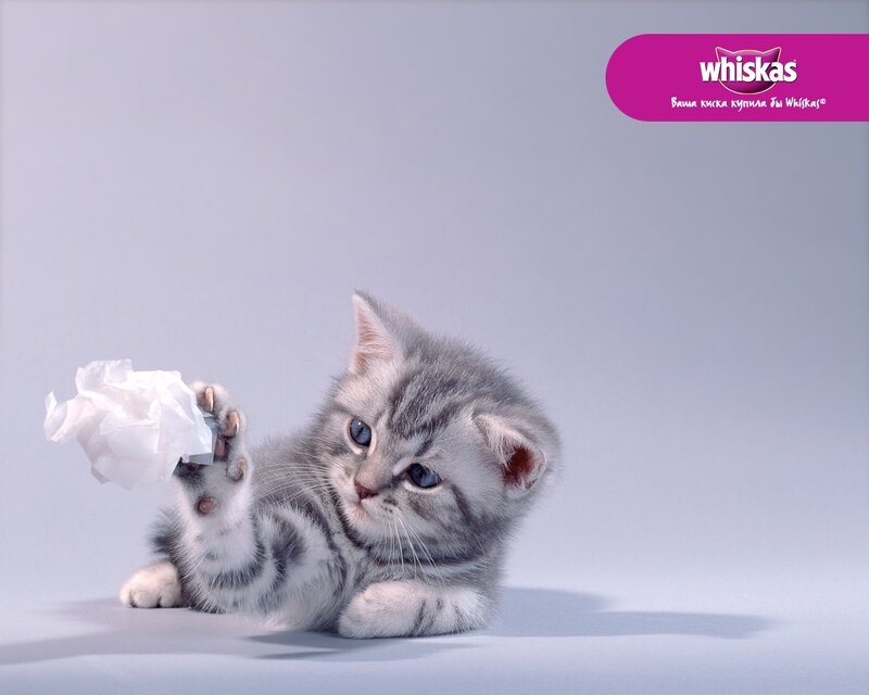 kitten playing with paper