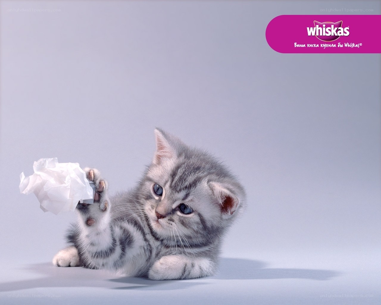 kitten playing with paper