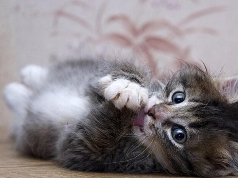 kitten playing with paw