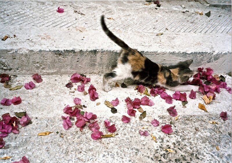 kitten playing with petals