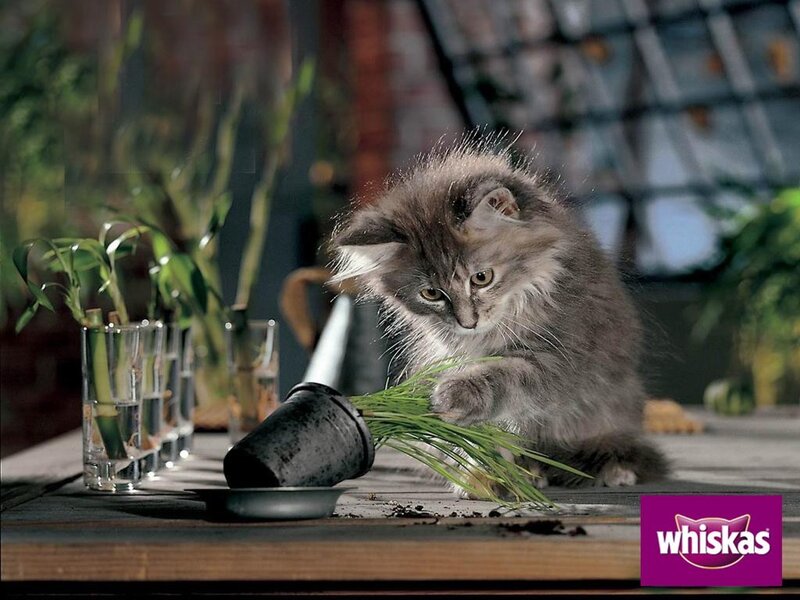 kitten playing with plant